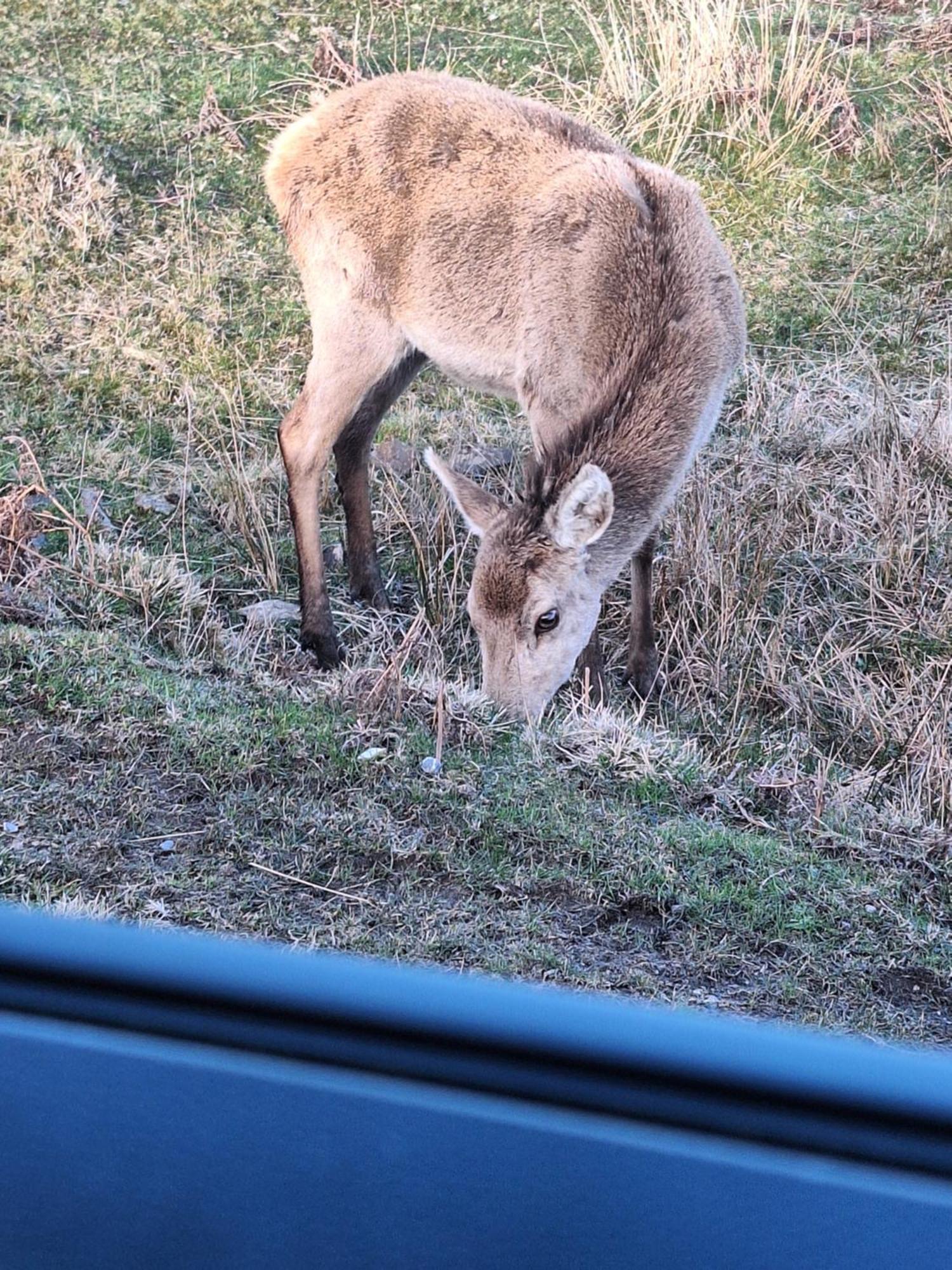 Twin Deer * Glenfinnan